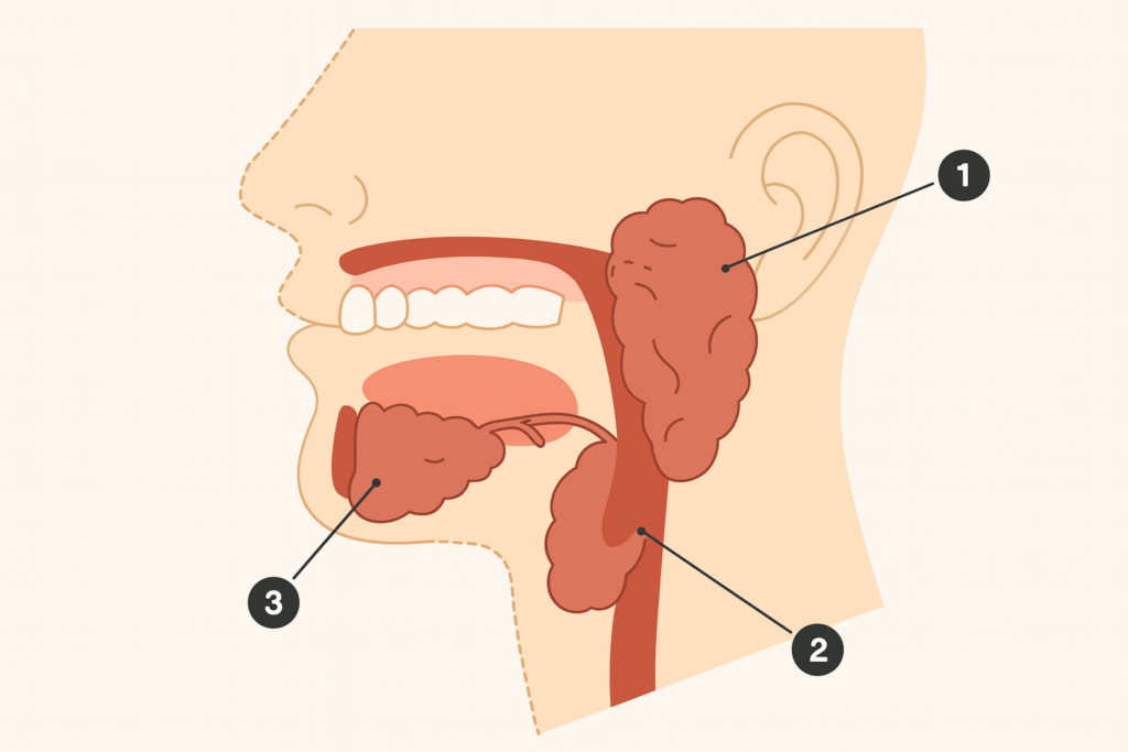 Medische illustratie van de menselijke speekselklieren in doorsnede van hoofd en hals, met genummerde aanduiding van 1: oorspeekselklier, 2: onderkaakspeekselklier en 3: ondertongspeekselklier.