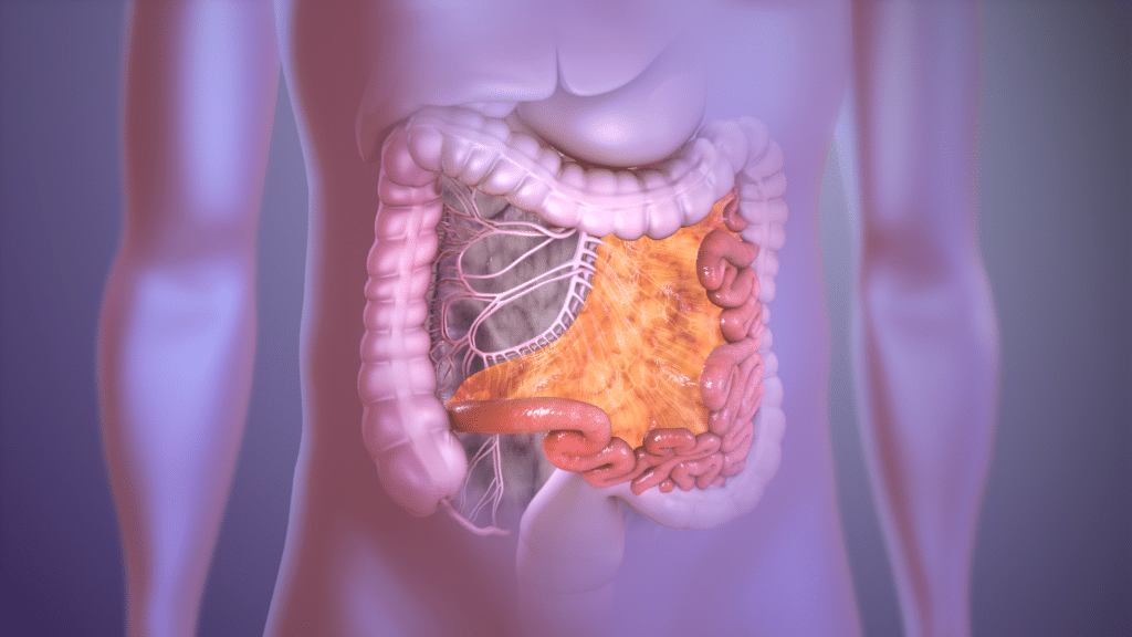 Illustratie van het mesenterium in de buik, zichtbaar als een gele waaier van bindweefsel die de dunne darm ophangt en doorbloeding, lymfevaten en zenuwen geleidt.