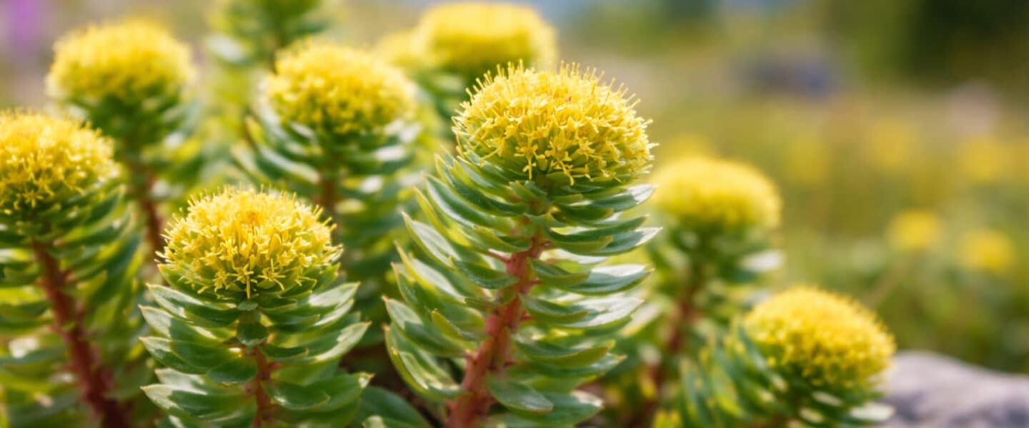 Rhodiola rosea met gele bloemen in bergachtig landschap, bekend als adaptogeen kruid bij stress en vermoeidheid