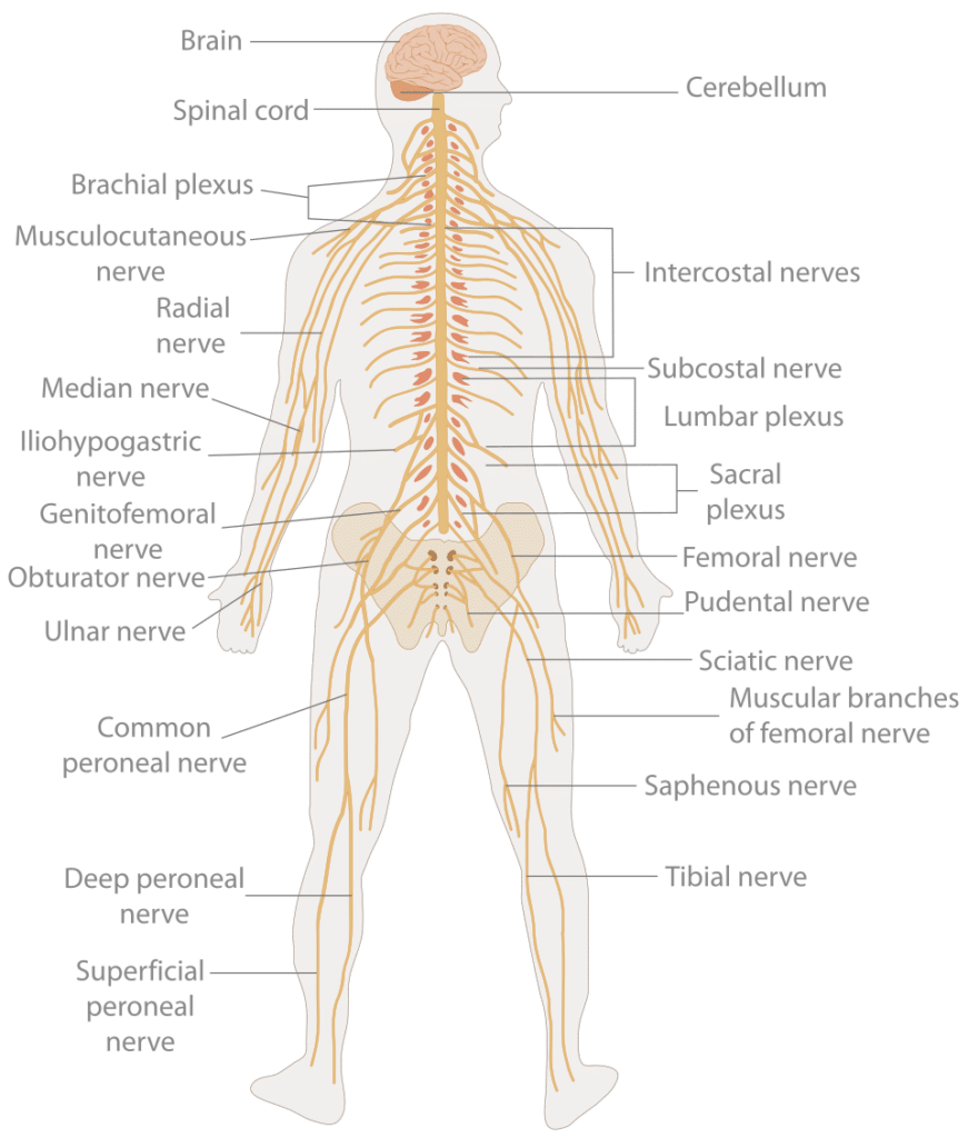 Anatomie van het zenuwstelsel.Het centrale zenuwstelsel bestaat uit de hersenen en het ruggenmerg. Het perifere zenuwstelsel bestaat uit de zenuwen die door het hele lichaam lopen en het CZS verbinden met spieren en organen. 
De afbeelding toont een gedetailleerd diagram van de ruggenmergszenuwen en hoe ze samenkomen in het ruggenmerg. 
Het CZS is het ontvangstcentrum voor informatie van de zintuigen en stuurt bewegingen aan.