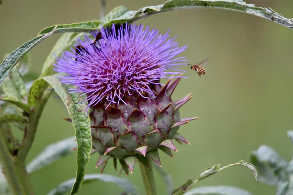 Paarse artisjokbloem in bloei met een bij die nectar verzamelt, close-up in natuurlijke omgeving
