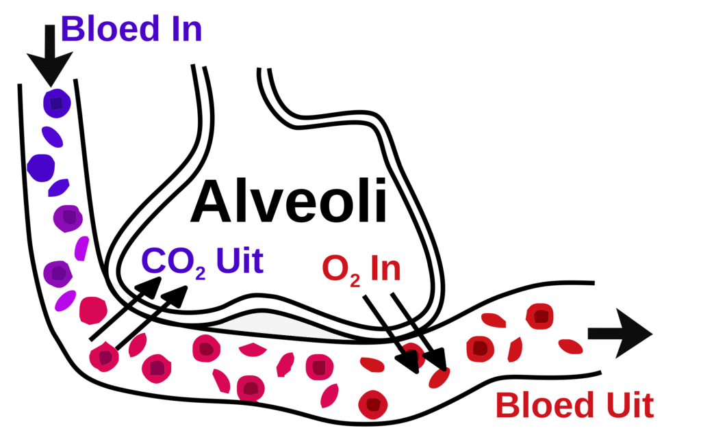 Schematische illustratie van gaswisseling in de longblaasjes waarbij zuurstof het bloed in gaat en koolstofdioxide het bloed verlaat.