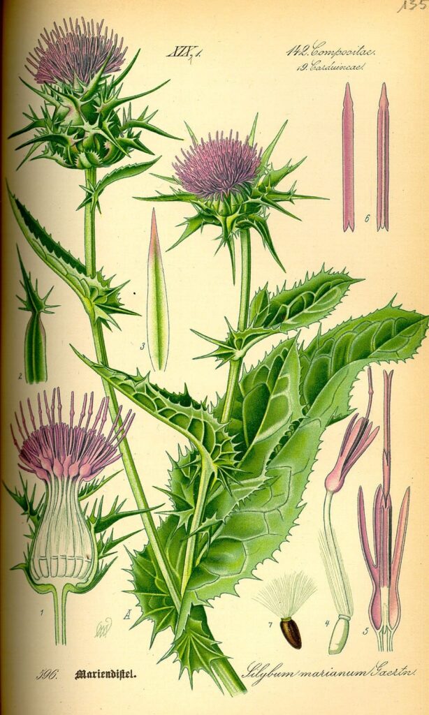 Botanische tekening van mariadistel met paarse bloem, stekelige bladeren en zaden, weergegeven in een klassieke wetenschappelijke illustratiestijl