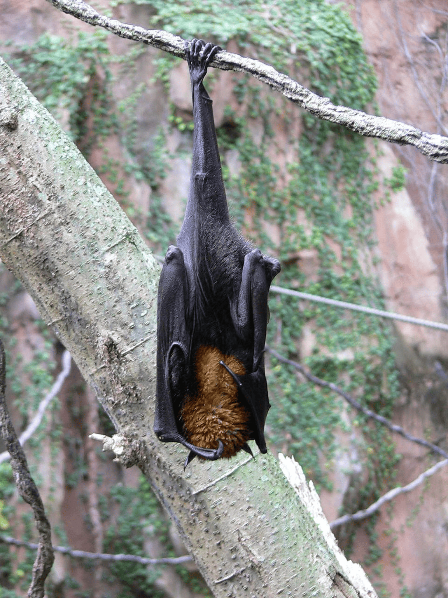 Pteropus vampyrus, grote vliegende vos, hangend aan een boomtak; deze fruitvleermuis is een natuurlijk reservoir van het Nipah-virus