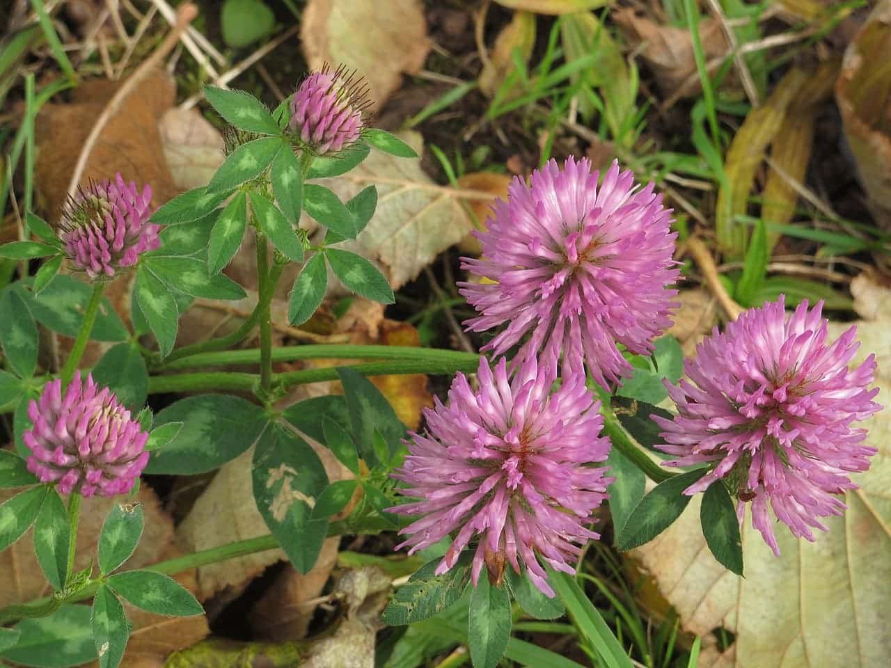 Bloeiende rode klaver (Trifolium pratense) met roze bloemhoofden en drietallige bladeren, gefotografeerd in Dreieich, Duitsland.
