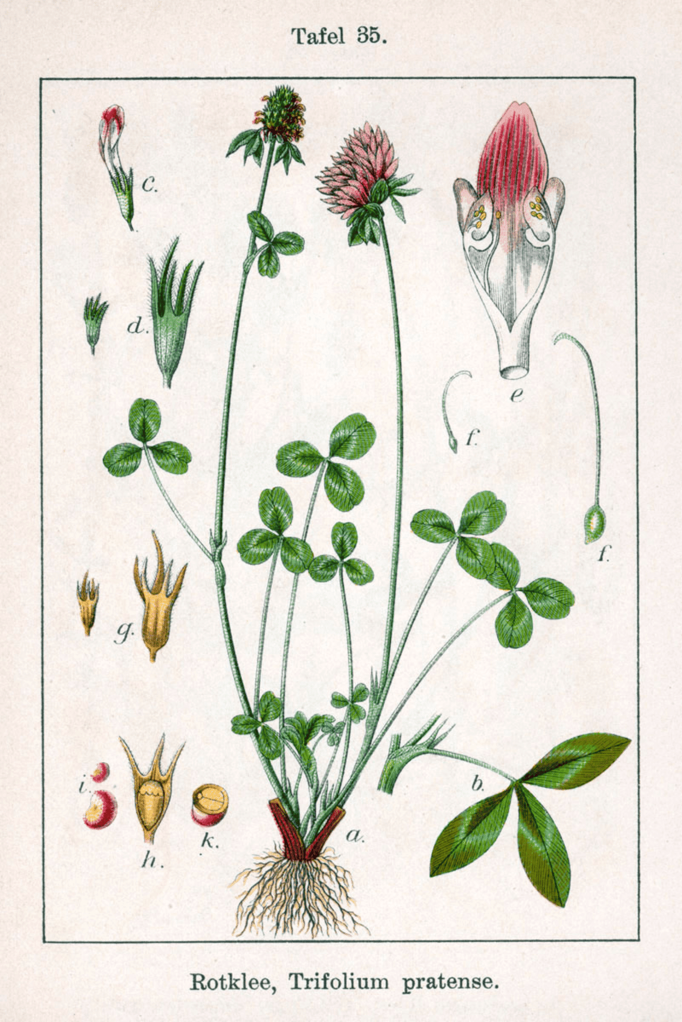 Botanische illustratie van rode klaver (Trifolium pratense) met bloem, bladeren, wortel en bloemdelen, getekend door Jacob Sturm in 1796.
