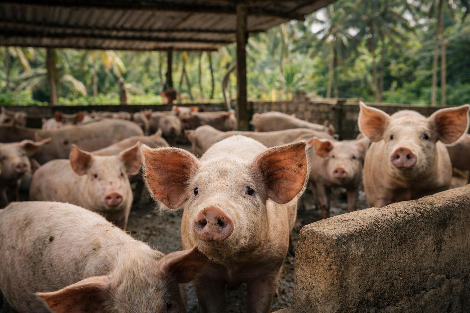 Varkens in een open, tropische varkenshouderij met palmbomen op de achtergrond, een omgeving waar het Nipah-virus via dieren kan worden overgedragen.
