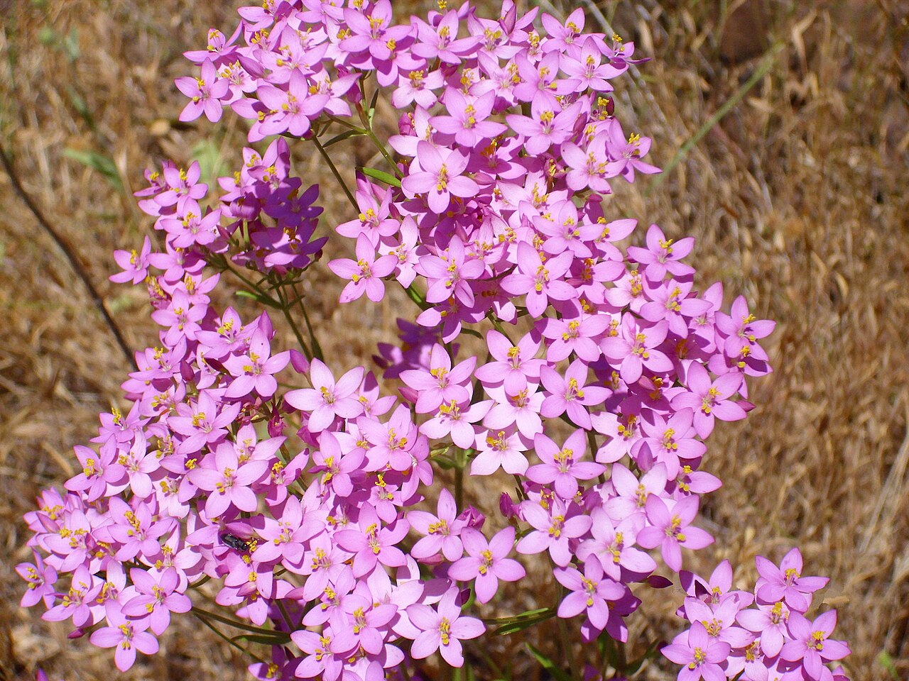 Duizendguldenkruid met talrijke paarsroze stervormige bloemen in bloei, gefotografeerd in een droge, schrale omgeving.