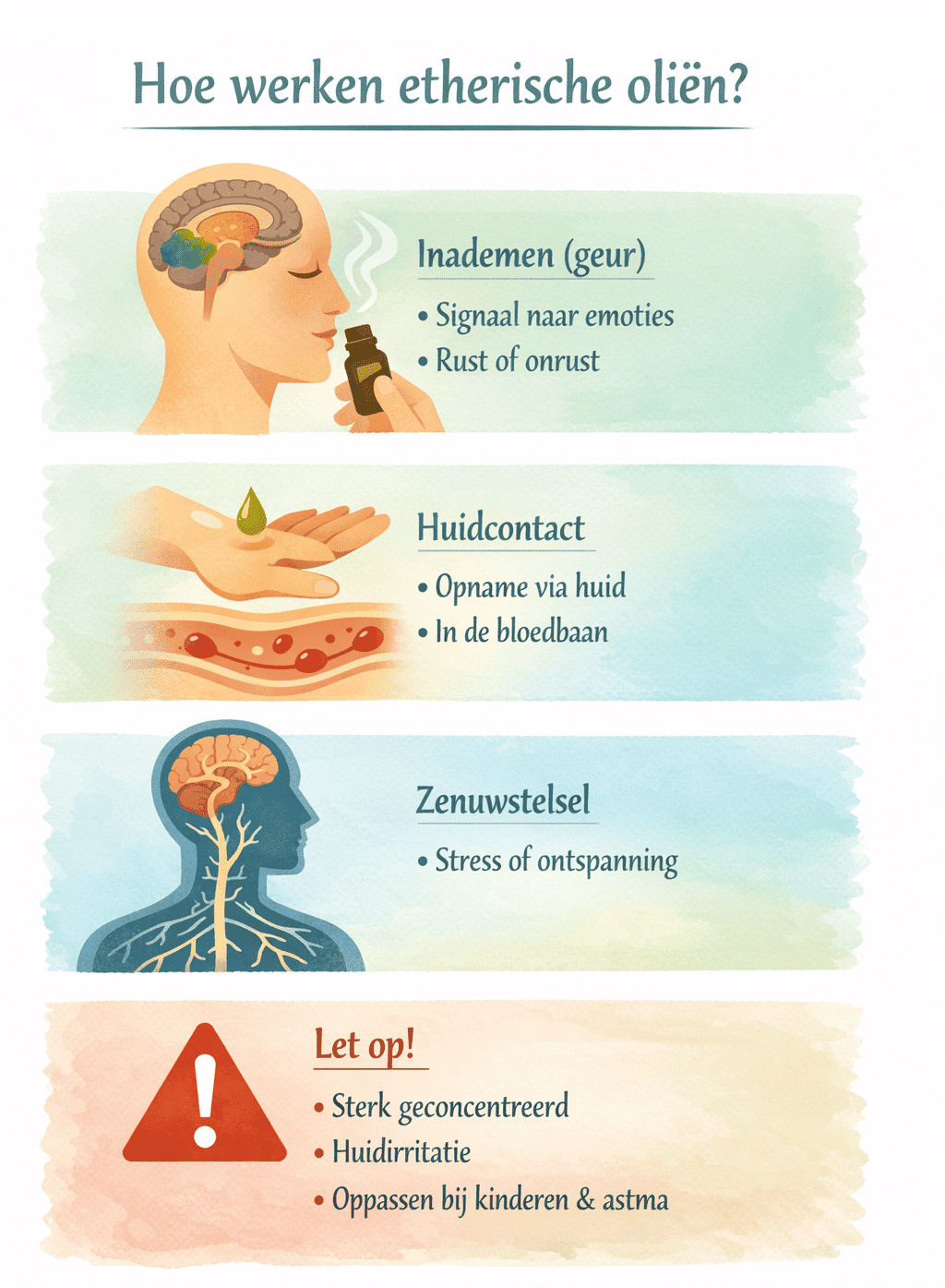Infographic die laat zien hoe etherische oliën werken via inademing, huidopname en het zenuwstelsel, met aandacht voor mogelijke risico’s.
