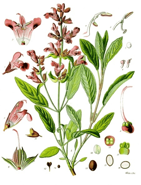 Botanische plaat van Salvia officinalis met bladeren, bloemen en bloemonderdelen, uit een 19e-eeuws medisch plantenboek.
