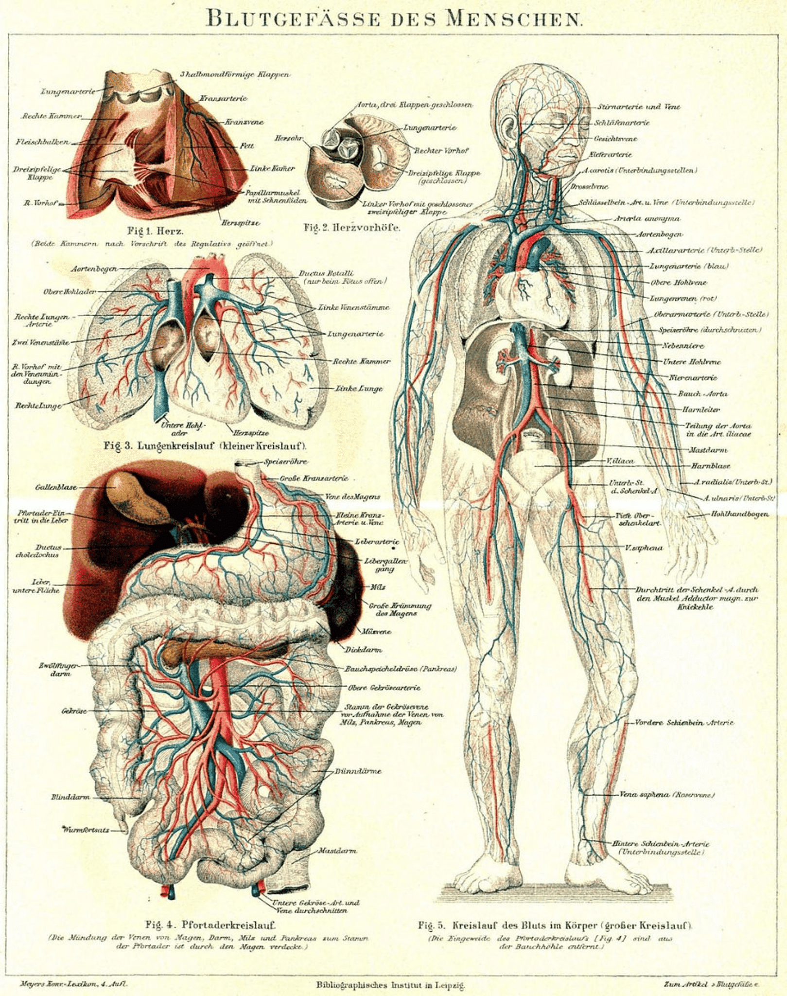 Vintage anatomische plaat van de menselijke bloedsomloop, met een staande lichaamsfiguur, hart, longcirculatie en buikorganen, voorzien van Duitse medische labels in rood en blauw.
