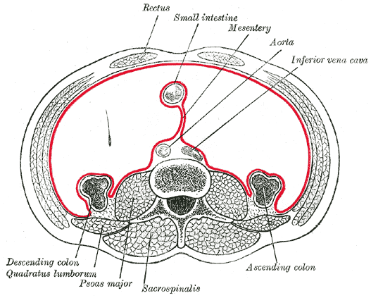 Schematische doorsnede van de onderbuik die de horizontale ligging van het buikvlies (peritoneum) en de positie van de buikorganen toont.