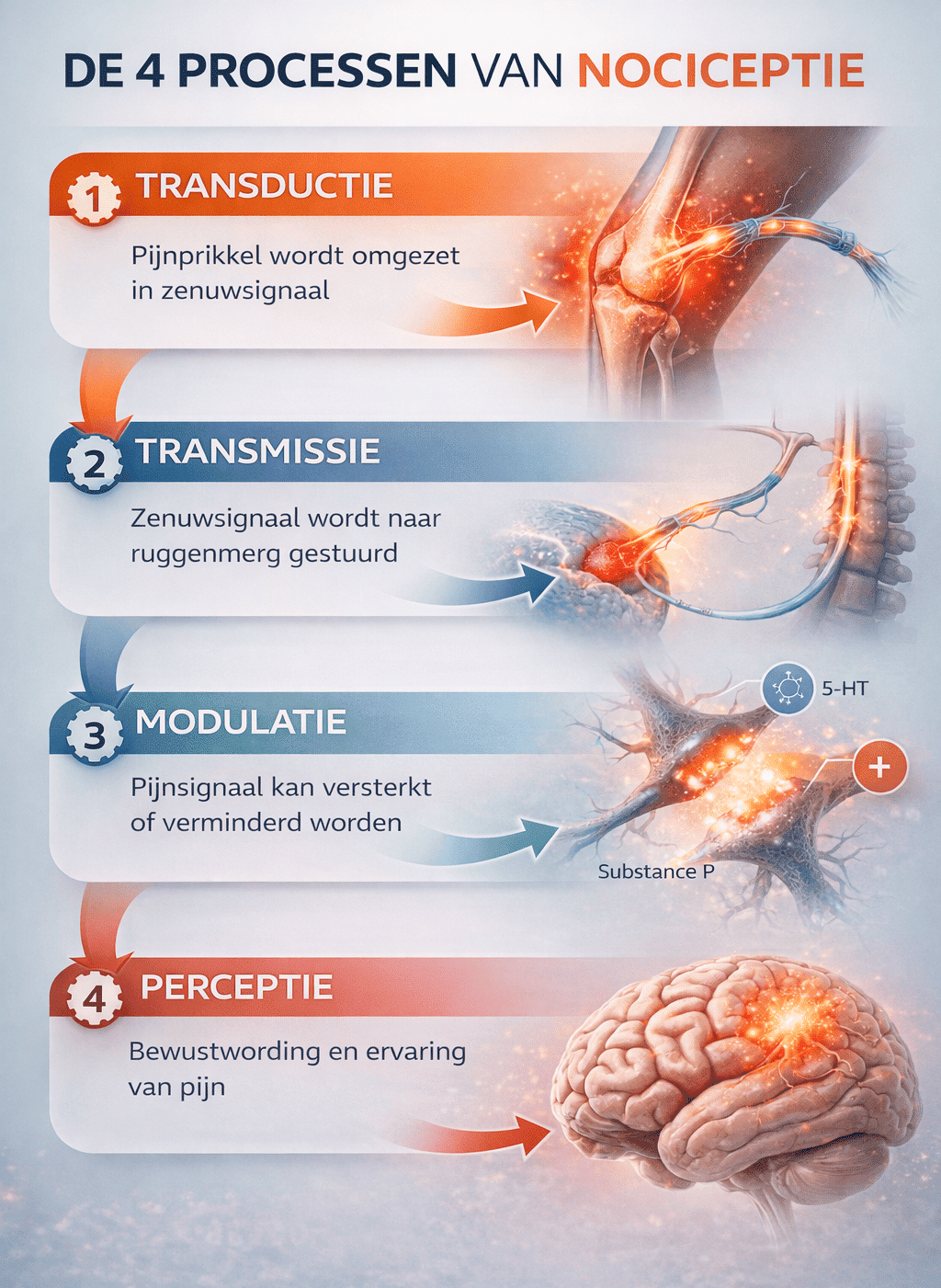 Overzichtelijke infographic over de vier processen van nociceptie: transductie, transmissie, modulatie en perceptie, visueel weergegeven als opeenvolgende stappen van pijnprikkel tot pijnwaarneming.