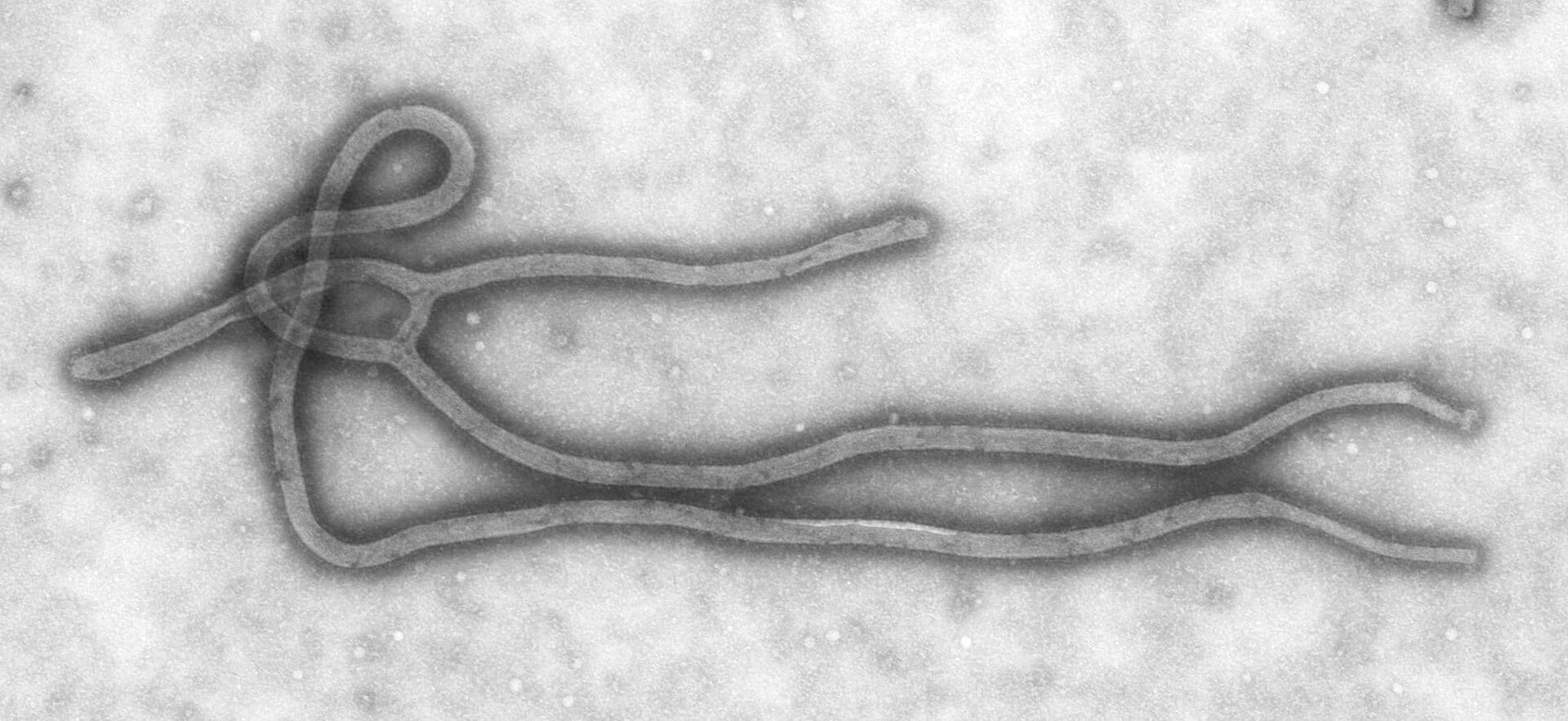 Transmissie-elektronenmicrofoto van het ebolavirus met lange, draadvormige virusdeeltjes op een grijze achtergrond.