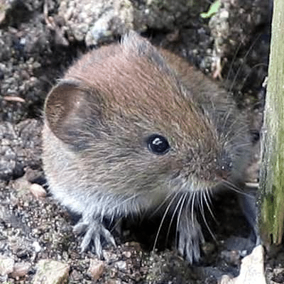 Rosse woelmuis tussen aarde en plantenresten, een knaagdier dat in Europa als natuurlijke drager van bepaalde hantavirussen kan voorkomen.