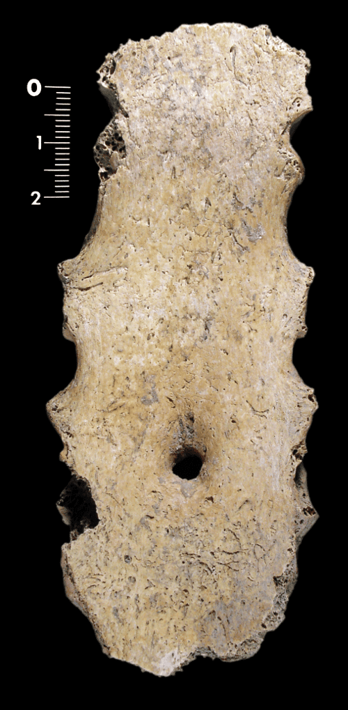Droog anatomisch borstbeenpreparaat met een zichtbaar sternaal foramen als ronde opening in het onderste deel van het borstbeen.