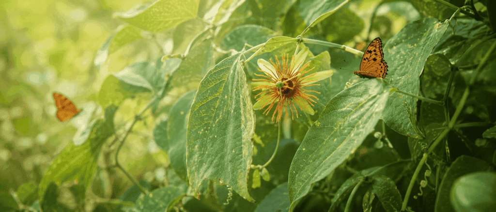 Waarom sommige planten nep-vlindereitjes op hun bladeren dragen: mimicry als meesterwerk van de schepping