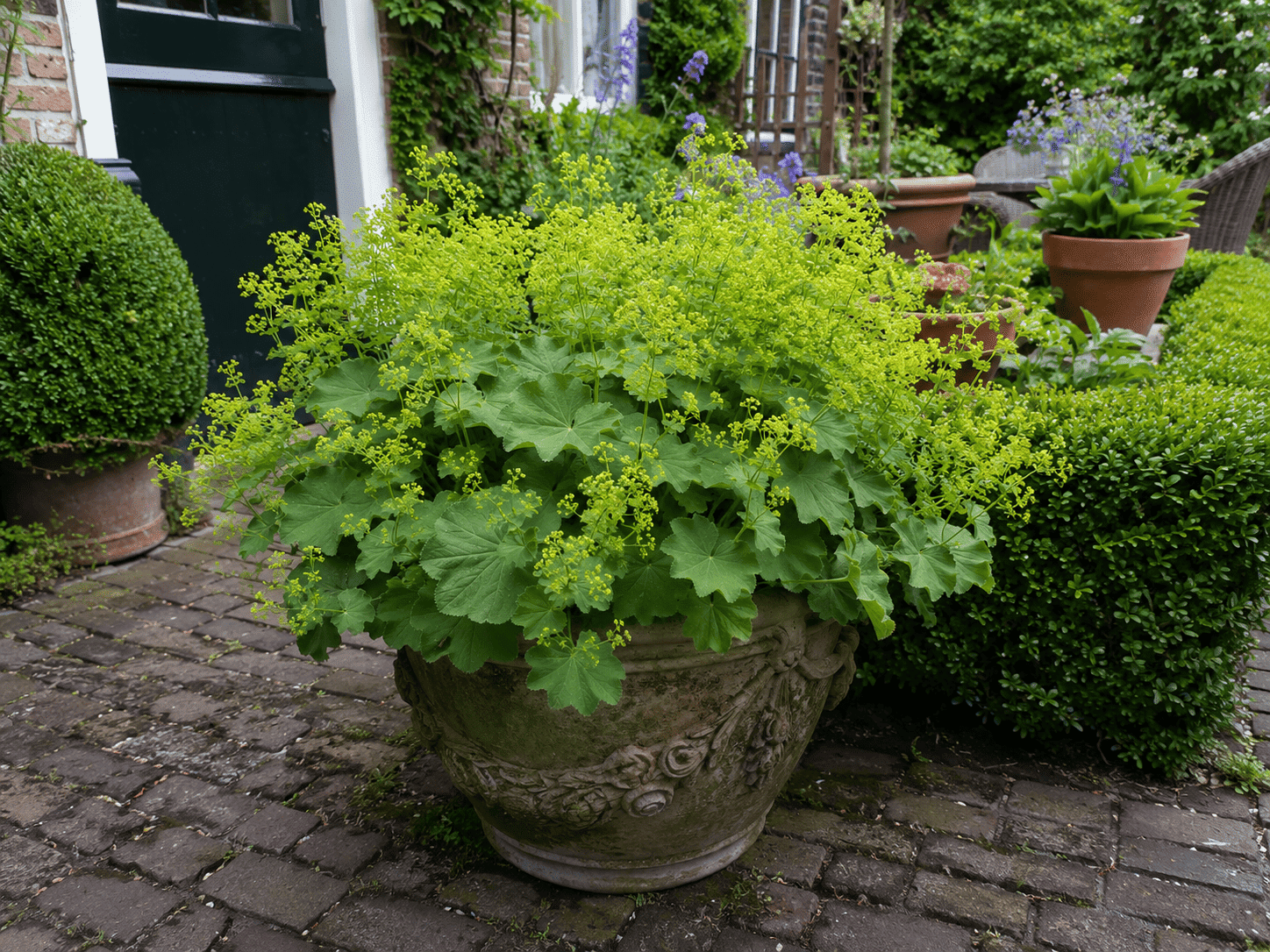 Vrouwenmantel met geelgroene bloemen in een sierlijke pot op oude klinkerbestrating in een karakteristieke Nederlandse tuin.