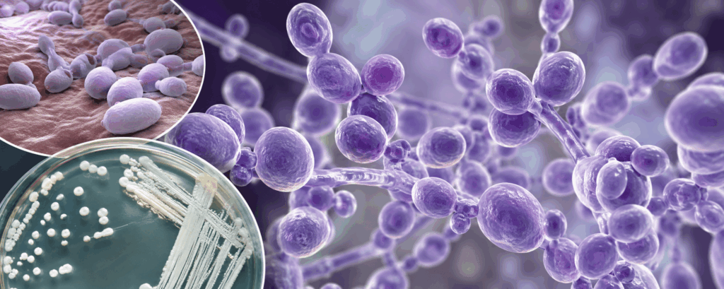Candida albicans: wanneer een gewone gist verandert in een hardnekkige infectie